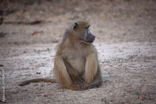 Baboon close up on a sunny winter day