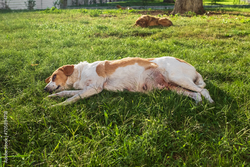 A dog relaxing and resting on grass meadow at the park outdoors and outside on summer vacation holidays