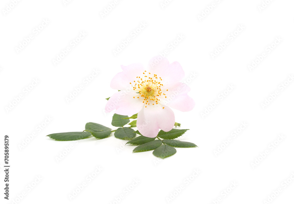 Flower of a wild rose.