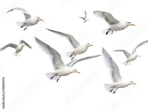 a group of white birds flying