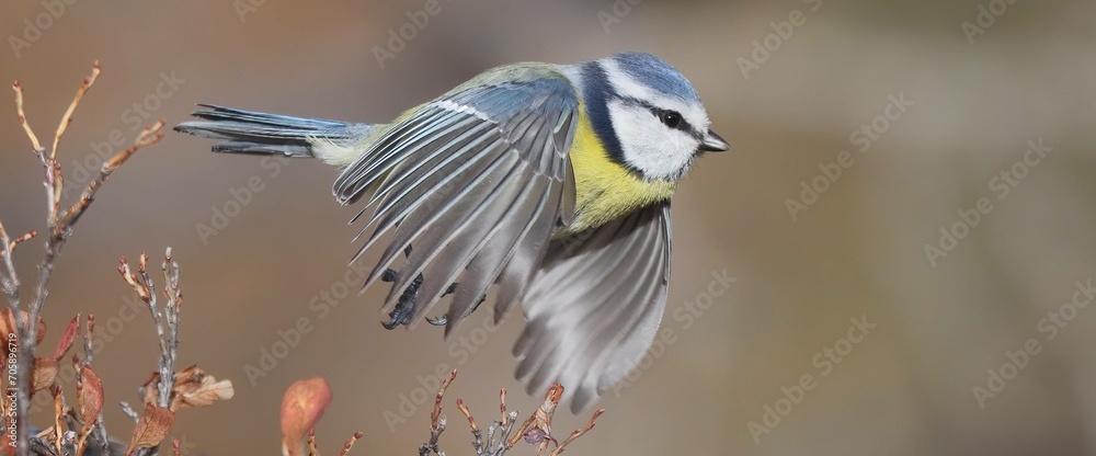 Obraz premium Graceful Flight: Blue Tit Soaring with Spread Wings.