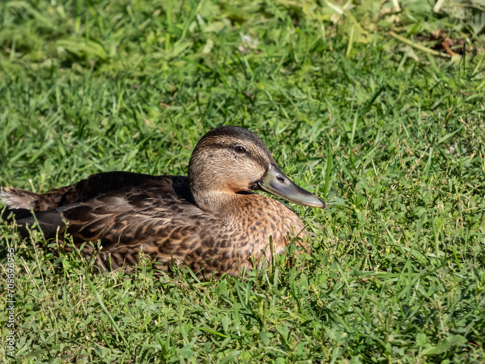 Female mallard or wild duck (Anas platyrhynchos) with predominantly mottled plumage Female mallard or wild duck (Anas platyrhynchos) with predominantly mottled plumage