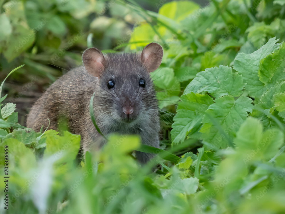 Close-up of the Common rat (Rattus norvegicus) with dark grey and brown fur in the grass among green leaves Close-up of the Common rat (Rattus norvegicus) with dark grey and brown fur in the grass among green leaves