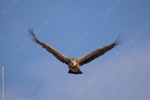 buitre leonado  buitre  animal  libertad  carro  ero  protecci  n  ecolog  a  pluma  m  apresurado  vuela  cielo  fauna  aguilas  azul  alas  ave  cometa  negro  pandion haliaetus  vulture  emplumar  azo