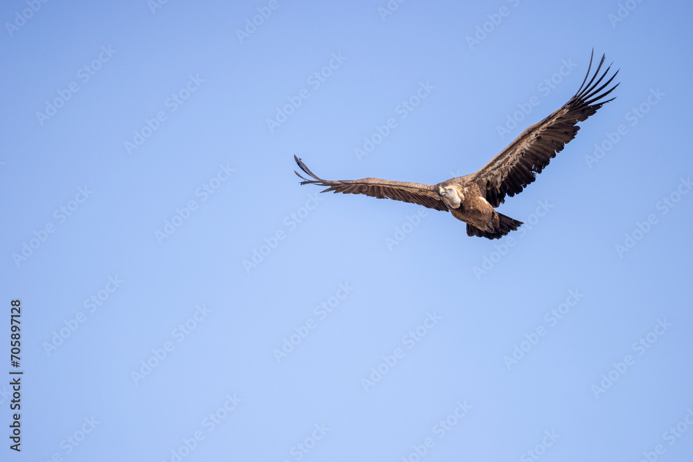 buitre leonado, buitre, animal, libertad, carroñero, protección, ecología, pluma, m, apresurado, vuela, cielo, fauna, aguilas, azul, alas, ave, cometa, negro, pandion haliaetus, vulture, emplumar, azo buitre leonado, buitre, animal, libertad, carroñero, protección, ecología, pluma, m, apresurado, vuela, cielo, fauna, aguilas, azul, alas, ave, cometa, negro, pandion haliaetus, vulture, emplumar, azo