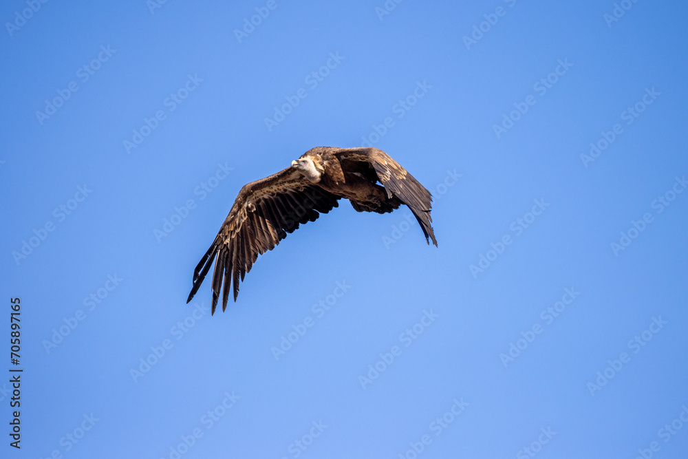 Obraz premium buitre leonado, buitre, animal, libertad, carroñero, protección, ecología, pluma, m, apresurado, vuela, cielo, fauna, aguilas, azul, alas, ave, cometa, negro, pandion haliaetus, vulture, emplumar, azo