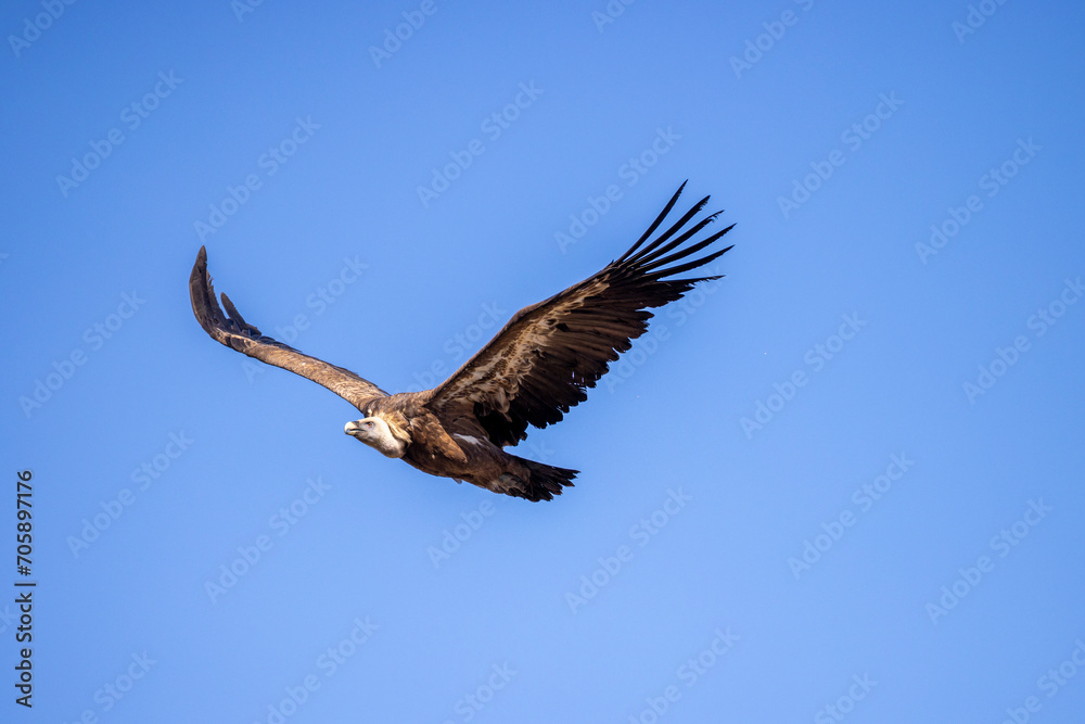 Obraz premium buitre leonado, buitre, animal, libertad, carroñero, protección, ecología, pluma, m, apresurado, vuela, cielo, fauna, aguilas, azul, alas, ave, cometa, negro, pandion haliaetus, vulture, emplumar, azo