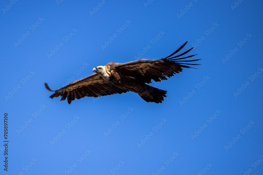 Fototapeta premium buitre leonado, buitre, animal, libertad, carroñero, protección, ecología, pluma, m, apresurado, vuela, cielo, fauna, aguilas, azul, alas, ave, cometa, negro, pandion haliaetus, vulture, emplumar, azo