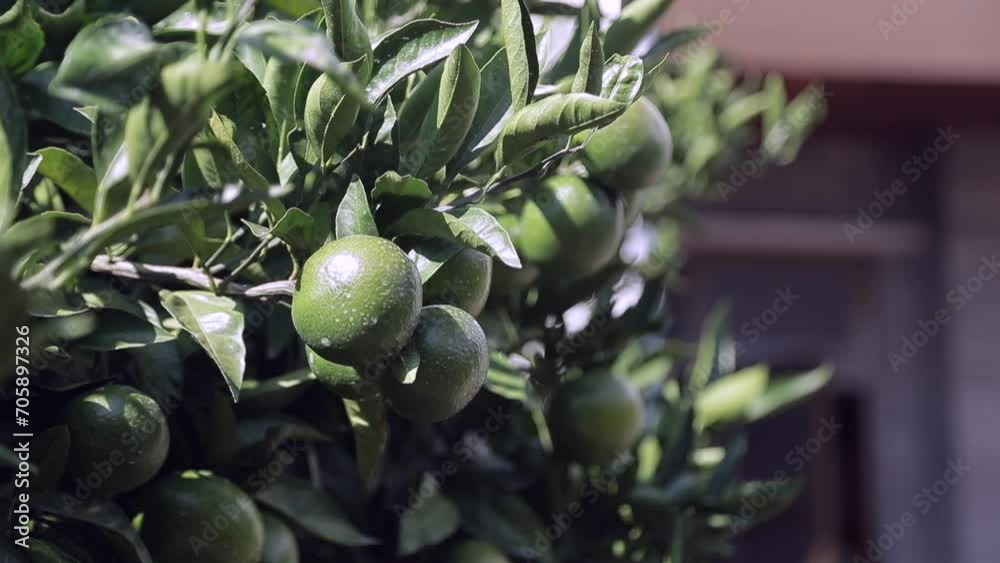 a citrus on Jeju Island in Korea that is not fully cooked a citrus on Jeju Island in Korea that is not fully cooked