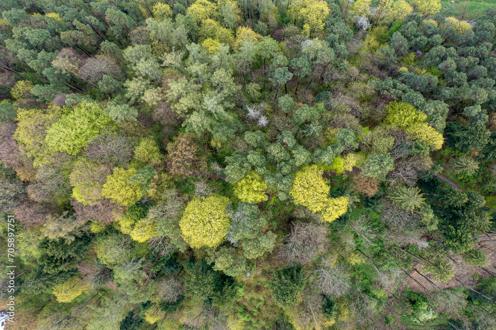 Naklejka premium Wiosenny Las