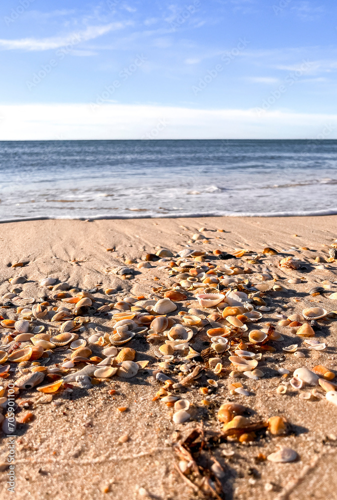 Small seashells on a beach with the ocean in the background.