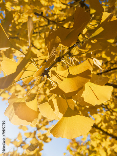 Bright golden ginko leaves with a sunny blue sky in the background