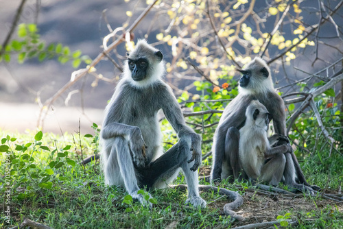 Photography black faced grey langur monkey in Yala National Park, Sri Lanka