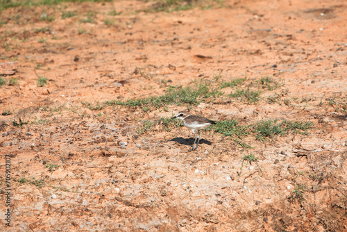 Kentish plover  Charadrius alexandrinus 