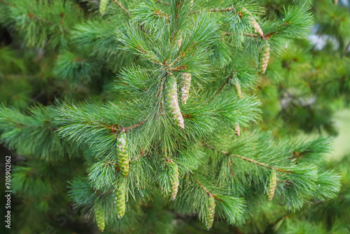 Foliage and green cones of Macedonian pine - Pinus peuce - as a natural green background photo