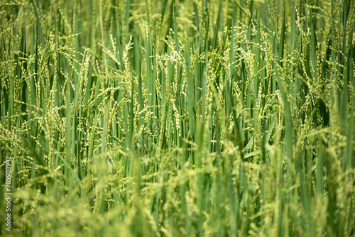 Beautiful golden rice field