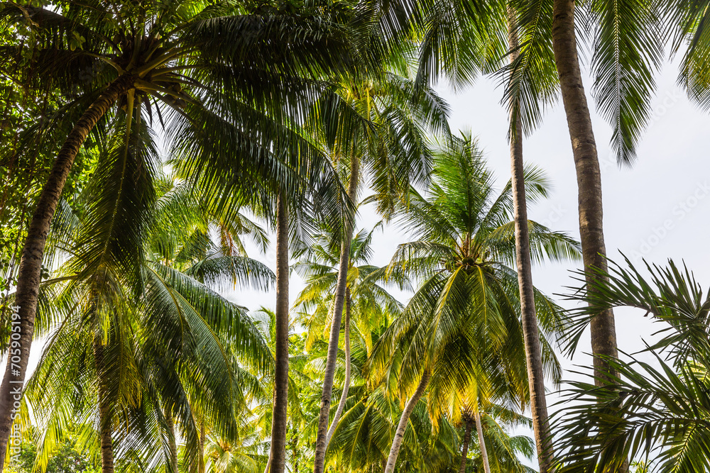 Obraz premium Palm trees on a tropical island in the Maldives