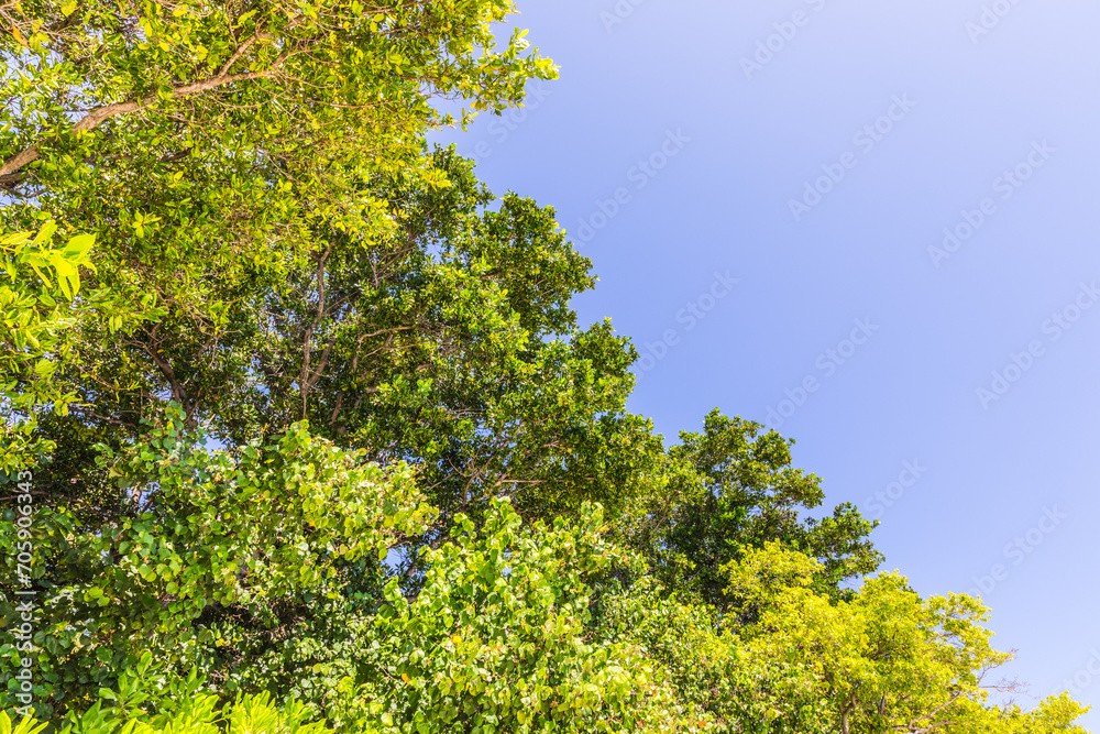 Lush tropical greenery on a tropical island in the Maldives Lush tropical greenery on a tropical island in the Maldives