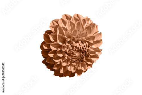 One blooming of Peach Fuzz color dahlia flower isolated on white background. Close-up. Element of design.
