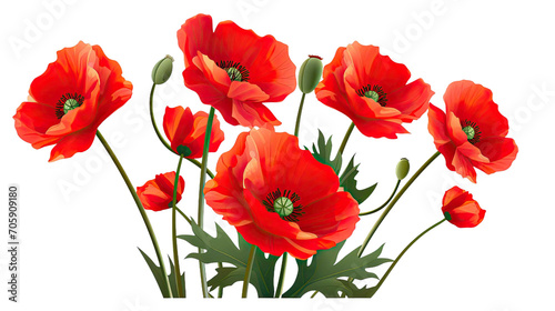 Red Poppy Flowers Isolated on transparent background.