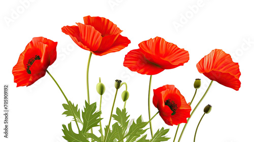 Red Poppy Flowers Isolated on transparent background.