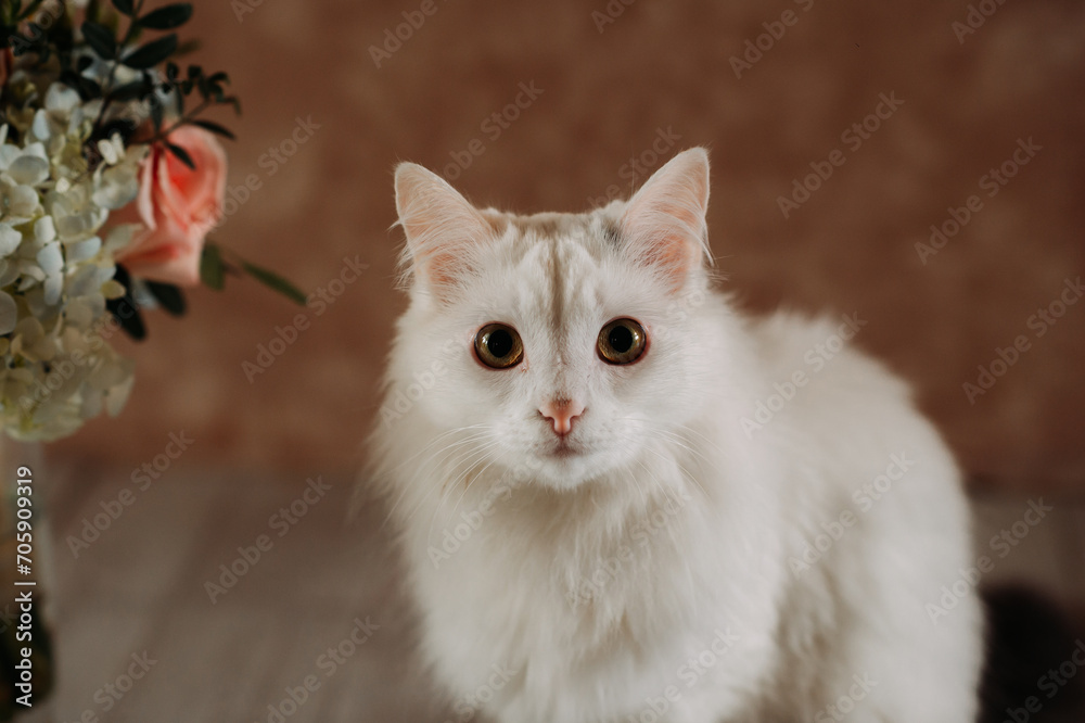 A white Malayan cat with yellow eyes. 5364