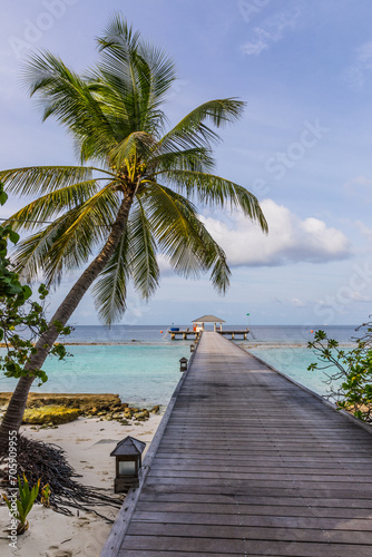 Palm trees  on a tropical island  in the Maldives © dadamira