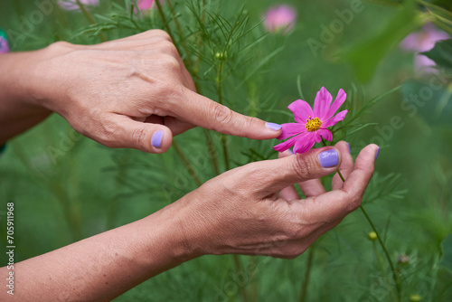 hands of an adult woman gently touch a wildflower cosmos