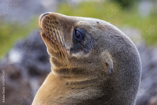 Close-up portrait of a Galapagos sea lion (Zalophus californianus), South Plaza Island, Galapagos, Ecuador