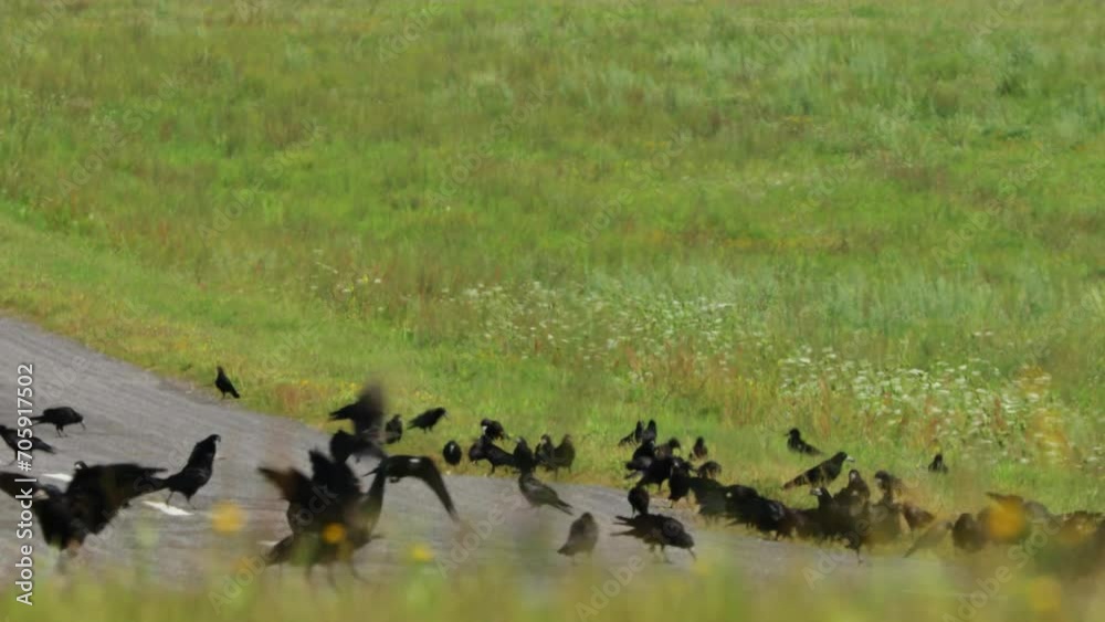 Flocking Of Starlings And Hooded Crow Feeding Near Road. Countryside Rural Field Landscape. Corvus Corax, Corvus Cornix And Sturnus Vulgaris Birds In Wild. Flocking Of Starlings And Hooded Crow Feeding Near Road. Countryside Rural Field Landscape. Corvus Corax, Corvus Cornix And Sturnus Vulgaris Birds In Wild.