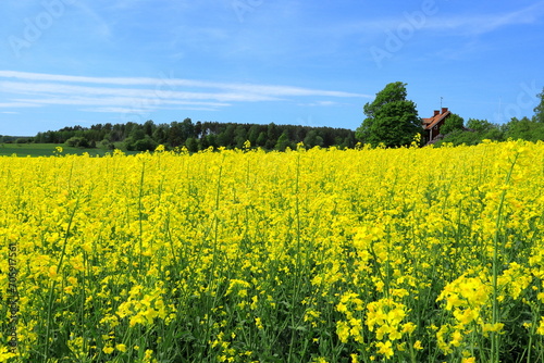 Fototapeta Naklejka Na Ścianę i Meble -  Canola field or rape seeds. Summer landscape. Rural photo. Stockholm, Sweden.