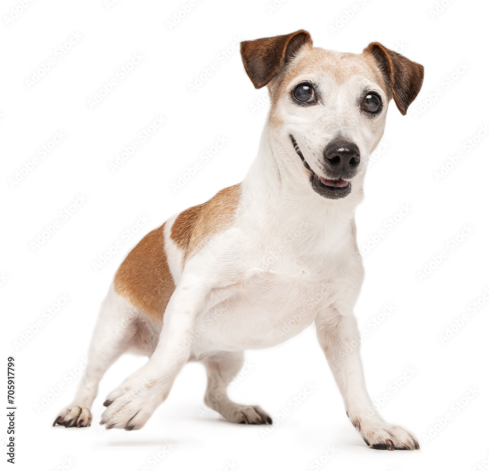 Active playing senior dog Jack Russell terrier on white background staying in dynamic pose reedy to fetch the toy. Playful happy elderly pet theme. Studio shoot. Happy old dog