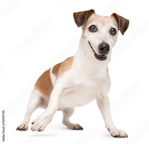 Active playing senior dog Jack Russell terrier on white background staying in dynamic pose reedy to fetch the toy. Playful happy elderly pet theme. Studio shoot. Happy old dog © Iryna&Maya