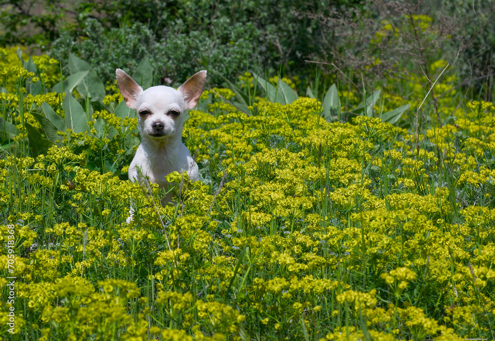 A small white Chihuahua dog sits in a sunlit meadow among yellow wildflowers and looks at the camera. A small white Chihuahua dog sits in a sunlit meadow among yellow wildflowers and looks at the camera.
