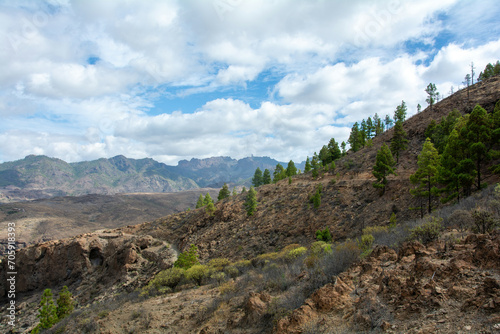 On the mountains on the island of Gran Ganaria with pine trees