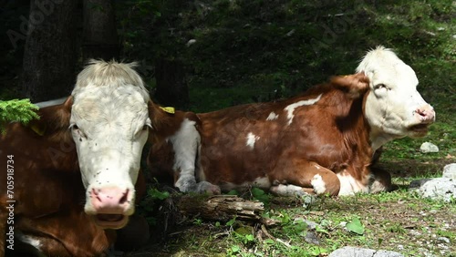 Cows rehash in a forest and have a lot of flys on the nose