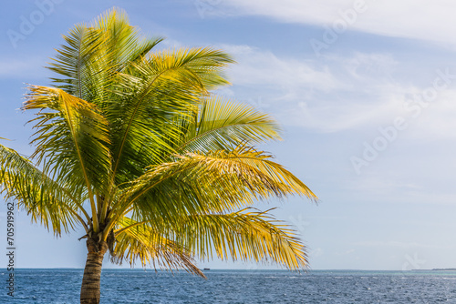 Palm trees  on a tropical island  in the Maldives