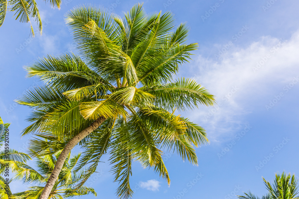 Palm trees  on a tropical island  in the Maldives