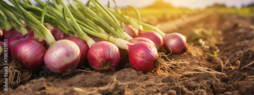 onion in hands harvesting. farmer harvests fresh organic onion