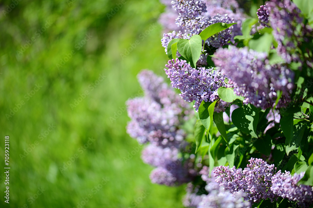 Obraz premium A beautiful branch of spring blooming lilac, a selective focus. A large lilac bush. Lilac shrub flowers in close-up. A bouquet of purple flowers. Beautiful flowers on lilac bushes in summer.