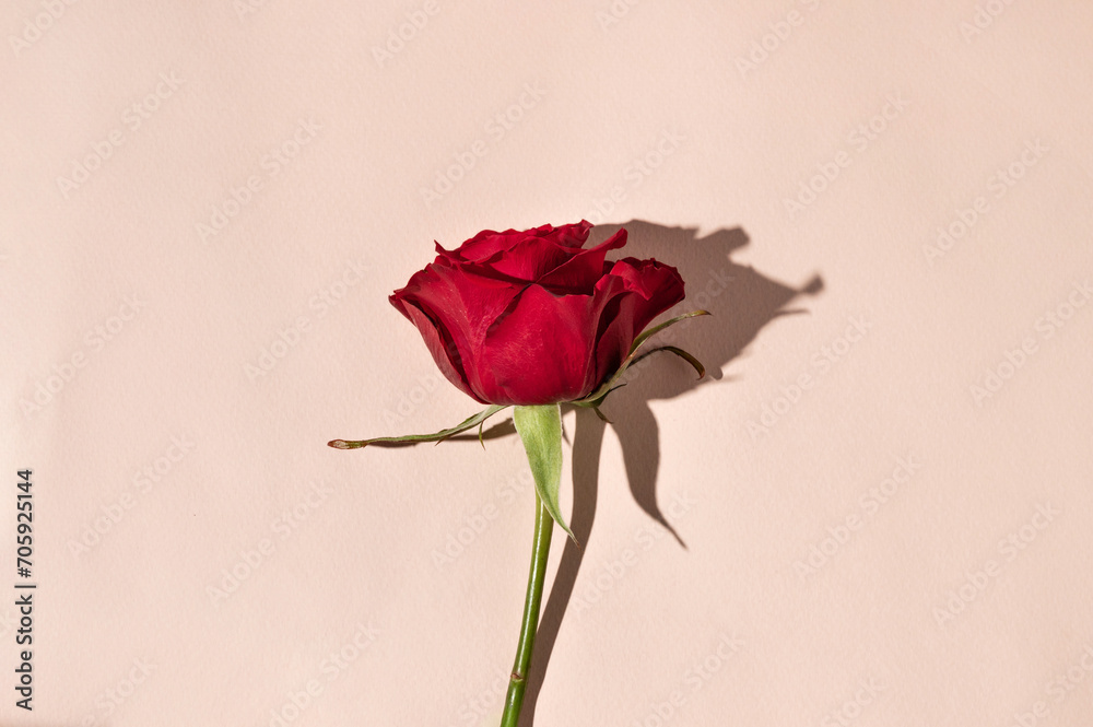 Single red rose on light pink neutral background with harsh sunlight shadows, minimal aesthetic luxury floral greeting postcard design for birthday, Valentine day, Mothers day Single red rose on light pink neutral background with harsh sunlight shadows, minimal aesthetic luxury floral greeting postcard design for birthday, Valentine day, Mothers day