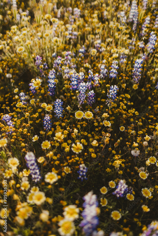 Fototapeta premium Wildflowers