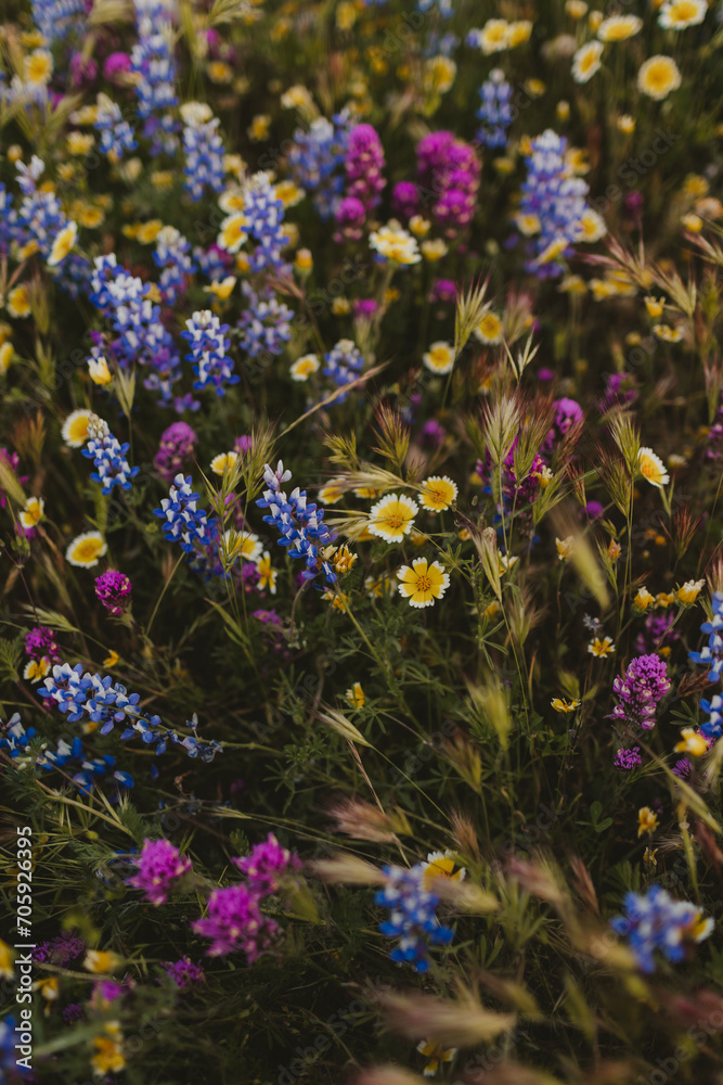 Fototapeta premium Wildflowers