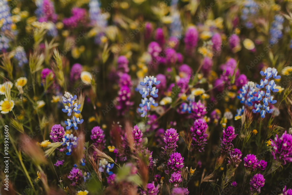Obraz premium Wildflowers