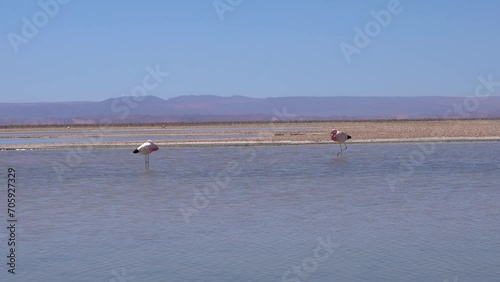 Beautiful footage of the Chilean pink flamingo in natural habitat at Atacama - Calama - Antofagasta Dessert and Salar photo