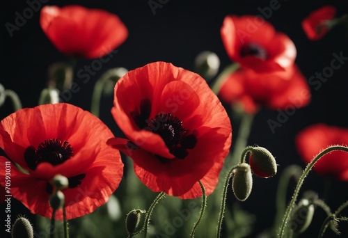 Remembrance Day Armistice Day symbol Red poppies closeup on a black background
