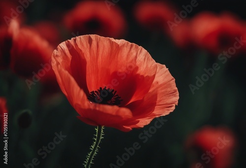 Red poppy flower closeup on a black background Remembrance Day Armistice Day Anzac day symbol
