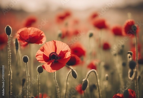 Red poppy flowers on a pastel sunny background Remembrance Day Armistice Day Anzac day symbol