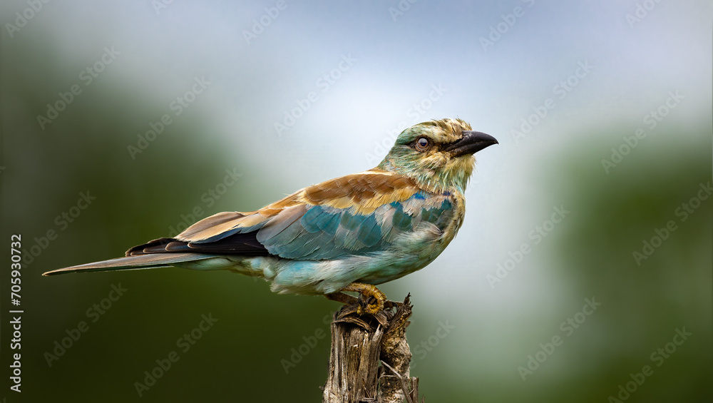 Distinct, high-definition close-up of a European Roller Distinct, high-definition close-up of a European Roller