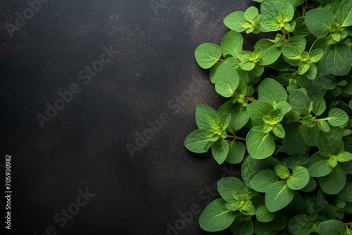 Oregano leaves on dark background with space. Generative AI